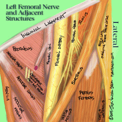 Anatomic boundaries: inguinal liagemtn (superiorly and medially), sartorius muscle (laterally), adductor longus muscle (medially).  

Contents: from medial to lateral is "VAN" - femoral Vein, femoral Artery, and femoral Nerve.
