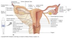 A. Help prevent uterine and vaginal prolapse = cardinal ligaments
B. help keep fundus anterior and prevent prolapse = uterosacral ligaments
C. stabilize uterus in transverse plane and contain uterine arteries = broad ligament