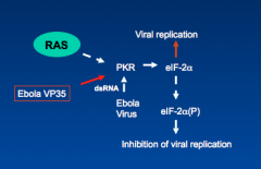 How does Ebola virus causes viral replication?