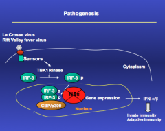 pathogenesis of rift and la crosse virus