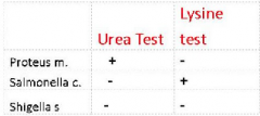 Urea Broth
- the presence of urease is detected when the organisms are grown in a urea broth medium containing the pH
indicator phenol red
-If ammonia is produced a highly alkaline environment will result in phenol red turning a deep pink
-A positive 