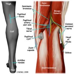 top middle- semi's
top lateral- biceps femorus
bottom- two heads of gastrocnemius

common fibular sneaks out of here and wraps laterally around to the front while tibial dives down between the gastrocs