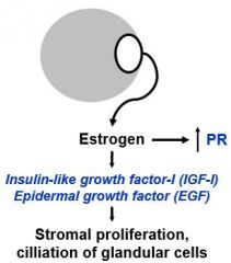 stromal proliferation and
increases the expression of the progesterone receptor (PR); preparing the endometrium to respond once P is present