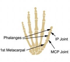 CMC joint has two degrees of freedom

  MCP joint has one degree of freedom
 IP joint has one degree of freedom