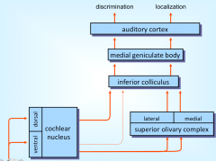 the pathways for dicrimination of sound and localisation put together