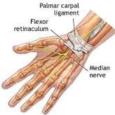 holds the flexor tendons close to the wrist