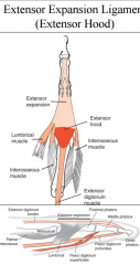 triangle-shaped aponeurosis on the posterior & lateral sides of the proximal phalanx of the fingers

  extensor digitorum, lumbricales, & interossei muscles form an attachment to the middle &/or distal phalanx by way of this ligament