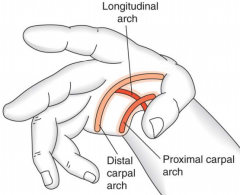 contribute to the function of various types of grasps

  proximal arch is maintained at the proximal end of the metacarpals by the flexor retinaculum
 distal arch is maintained at the metacarpal heads

  longitudinal arch is maintained from the wr...