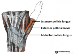 APL & EPB forms the anterior border, & the EPL forms the posterior border