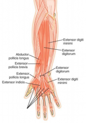 innervates muscles on the posterior surface of the hand(ED, EI, EDM, EPL, EPB, APL)