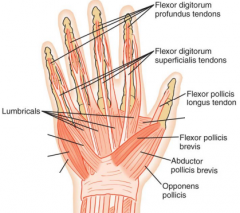 innervates muscles on the anterior, radial side of the hand(FDS, FDP, FPL, FPB, APB, OP, 1st & 2nd lumbricales)