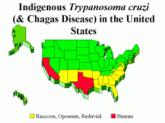 Pathogen: Trypanosoma cruzi
Symptoms: heart disease, megaesophagus, and megacolon
host range: humans, dogs and cats, pigs, goats, lagomorphs, rodents, marsupials, bats, xenarthra (anteaters, armadillos, and sloths), non-human primates, opossums ...