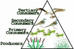 primary consumer -organisms that eat the autotrophs; these organisms are called herbivores or primary consumers