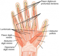 innervates muscles on the anterior, ulnar side of the hand(FDP, AP, FDM, ADM, ODM, interossei, 3rd & 4th lumbricales)