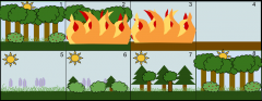secondary succession -the series of community changes which take place on a previously colonized, but disturbed or damaged habitat