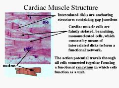 Created for prolonged contractions


 


Nuclei are in the middle, single nucleus per cell


 


The are attached attached end to end to each other and are much shorter than skeletal muscle cells. They branch to form irregular patterns ...