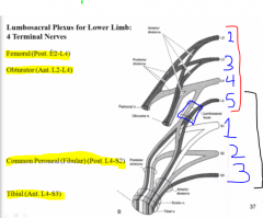 L4 overlaps between the 2 nerves because it also gives off a superior and inferior trunk and gives it's inferior to the sciatic. 

Where it joins with L5 before splitting into anterior and posterior is the lumbosacral trunk,