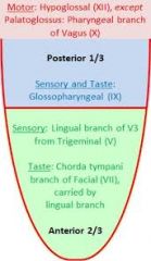 -first and second branchialarches form anterior 2/3 --> sensation via CN V3, taste via CN 7

-third and fourth branchial arches form posterior 1/3 --> sensation and taste mainly via CN 9, extreme posterior via CN 10

-motor innervation of tong...