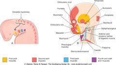 Tongue development and innervation
