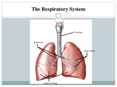 Main components & function of the respiratory system