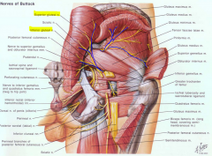 superior gluteal nerve
coming off the sciatic

also supplies the tensor fascia lata