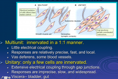 Multiunit There is 1:1 coupling of nerve and smooth muscle cells for temporally precise and organized contraction, ie there is multiunit innervation by a nerve (vas deferens and only a few other sites--some blood vessels).


 


Unitary -  ...