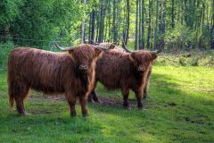 Scottish breed of cattle with long horns and long wavy coats