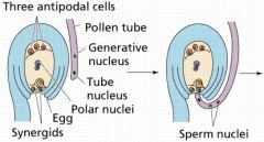 1. Generative nucleus undergoes mitosis to form 2 sperm cells (can happen during development before pollen is shed). 1 vegetative cell is also present (it is black in the diagram)
3. Tube unites with embryo sac.