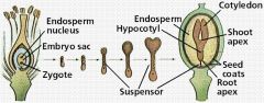 1. Basal cell undergoes mitotic divisions to form suspensor anchoring apical cell to nucleus to seed coat.
2. Apical cell divides mitotically to form embryo.
3. Embryo goes through phases (definitive shapes).
4. Lobes in embryo become cotyledons....