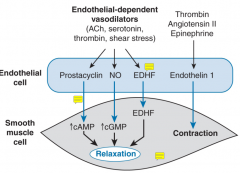 Prostacyclin
NO
EDHF
All lead to smooth muslces relaxation (ACh, serotonin, thrombin, shear stress)

Endothelin 1
leads to smooth muscle contraction (thrombin, angiotensin II epineprine)