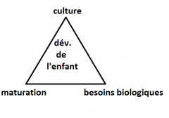 Triangle: culture, maturation, besoins biologiques.