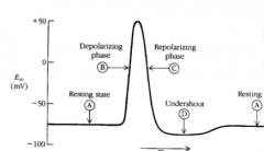 A - resting potential (-70 mV)
B - rapid depolarization (peak at 40 mV)
C - rapid depolarization (back to resting)
D - after hyperpolarization undershoot (-90)
A - return to resting