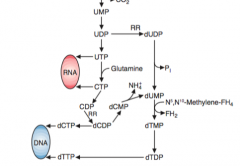An amino group, derived from glutamine, is added to UTP by CTP synthetase. 

dCTP is synthesized with CTP available and ribonucleotide reductase. 