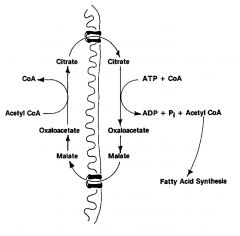 Acetyl group shuttle:

transfer of acetyl CoA from inside the mitochondria to the cytosol. accomplished by the shuttling of citrate b/c AcCoA can't pass through membrane.