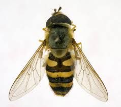wing venation veins don't make it to edge closed cells
most bee and wasp like