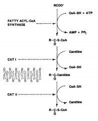 Fatty Acid oxidation: mitochondiral transport
step 2

**CPT aka CAT