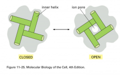 Opening an ion channel requires a relatively small change in conformation