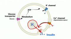 First, glucose enters via GLUT 2, then it's metabolized down by glycolysis and that increases ATP levels. That causes ATP sensitive K channels to close, so K can't go out anymore and it depolarizes and causes voltage gated calcium channels to open...