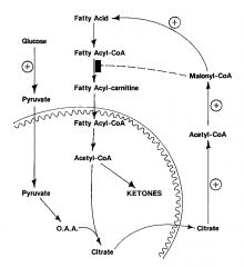 regulation of fatty acid metabolism