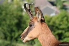 a goatlike antelope [n -s]