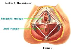 The Urogenital Triangle is located below levator ani and anterior to anal triangle.Boundaries: pubic symphysis, ischiopubic ramus and a line between ischial tuberosities.Contents –perineal membrane, erectile tissues, muscles, opening for urethra...