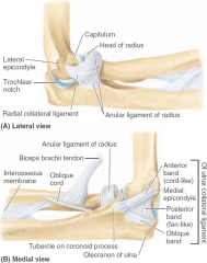 lateral epicondyle to anular ligament of radius (proximal radio-ulnar joint)