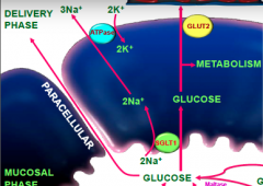 Steps of intestinal starch digestion Mucosal phase (continued breakdown and uptake)...