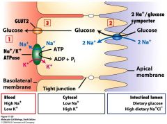 -2Na+/1 glucose symporter
-Concentrates glucose from lumen of intestine into intestinal epithelium cells
-Works against the glucose gradient by using the Na+ gradient
-Can work against a 30,000 fold gradient (i.e. it can accumulate glucose 30,000...