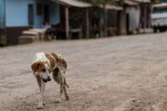 Save Stray Dogs from Legal Hunting