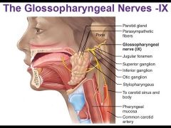 1. Special visceral efferent:
Supplies the stylopharyngeus

2. General visceral efferent
Supplies the otic ganglion, which sends fibers to stimulate the parotid gland.

3. General visceral afferent 
Carries sensory information (subconscious) from ...
