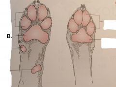 The Letter B in the picture is pointing to this paw pad in the front limb