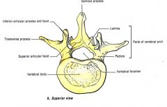 between vertebral body and transverse process
 