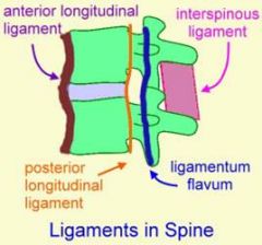 -anterior longitudinal ligament
-posterior longitudinal ligament
-interspinous ligament
-ligamentum flavum