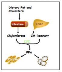 chylomicrons are produced in the small intestine from micelles

secreted into mesenteric lymph and travel through the thoracic duct to the blood. 

they acquire Apo E and ApoCII from HDL 

they are metabolized by lipoprotein Lipase (LPL)  on...